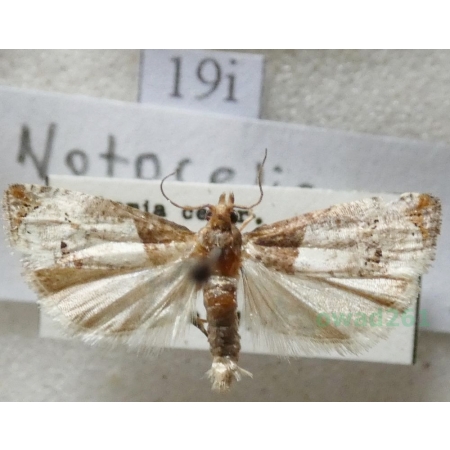 Notocelia roborana (Denis & Schiffermüller, 1775) Czech19i